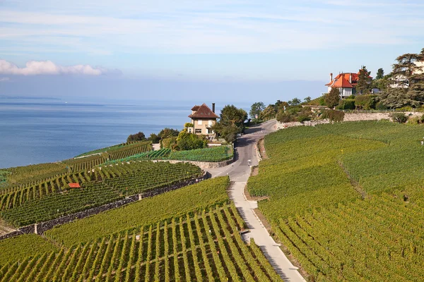 Виноградників регіону регіоні Lavaux — стокове фото