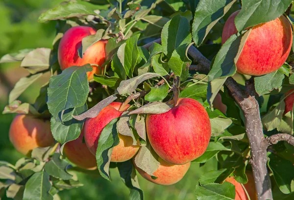 Apple tuin met rijpe appels — Stockfoto