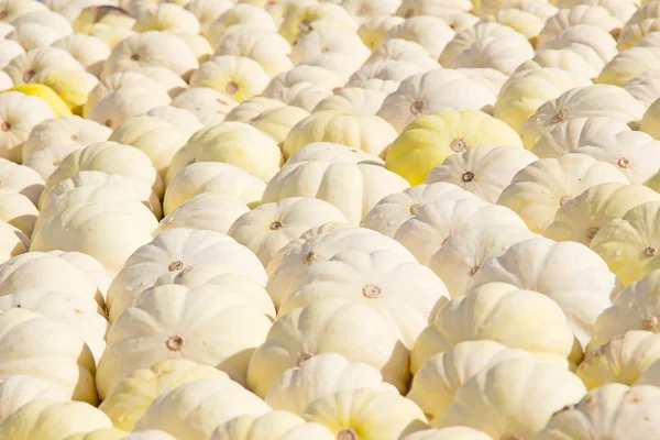 Calabazas coloridas — Foto de Stock