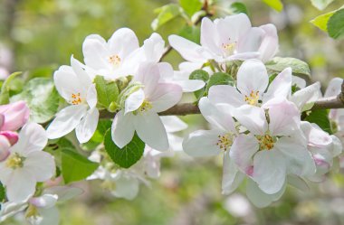 Çiçek açan elma ağacı