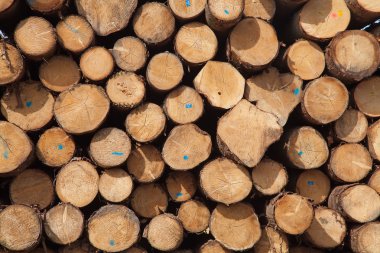 Yeni ahşap Çıtçıt