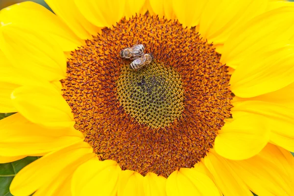 Arılar ile ayçiçeği baş — Stok fotoğraf