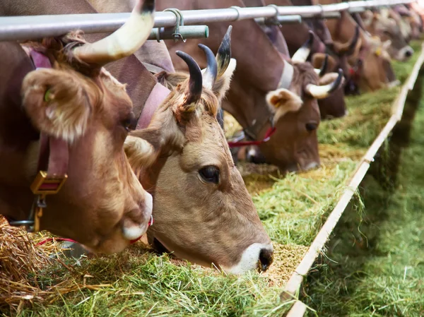 Primer plano de las vacas suizas —  Fotos de Stock