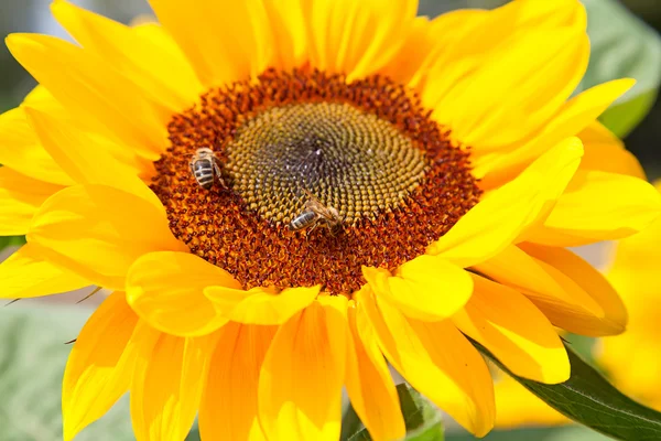 Zonnebloem hoofd met bijen — Stockfoto