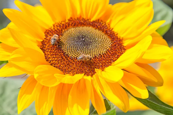 Zonnebloem hoofd met bijen — Stockfoto