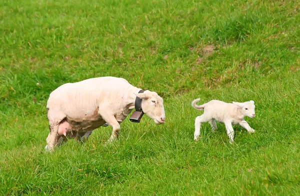Ovejas y corderos recién nacidos —  Fotos de Stock