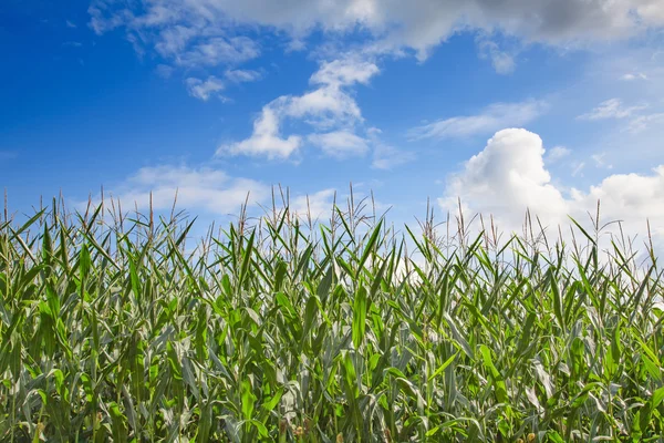 Campo di mais sotto il cielo blu — Foto Stock