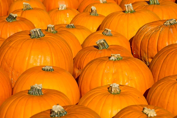 Színes pumpkins webhelycsoport — Stock Fotó