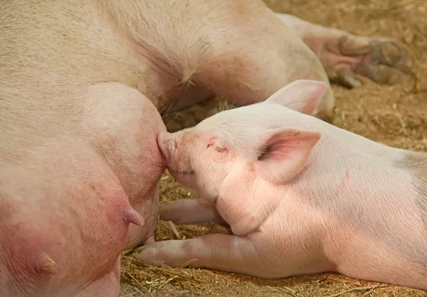 Cerdos durmiendo en el granero —  Fotos de Stock