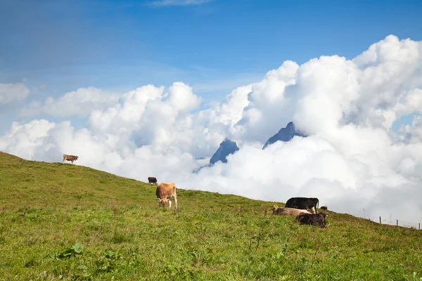 Vacas pastando en las laderas — Foto de Stock