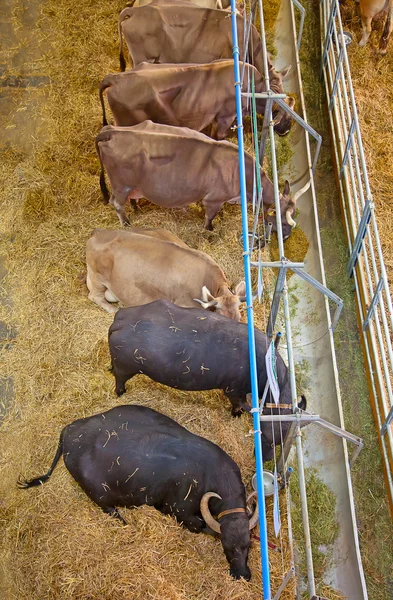 Vacas suizas negras y marrones —  Fotos de Stock