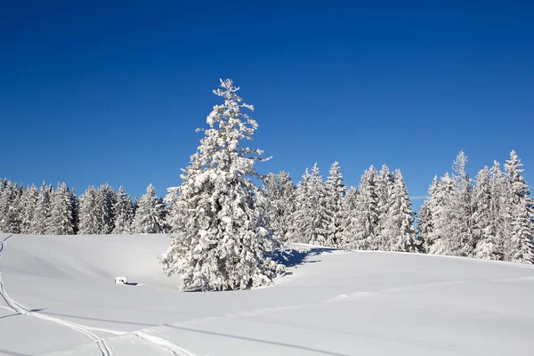 Tél a svájci Alpokban — Stock Fotó