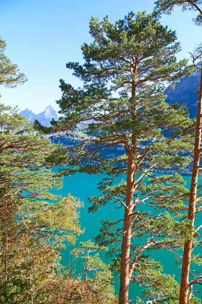 梦幻般的自然在瑞士阿尔卑斯山 — 图库照片