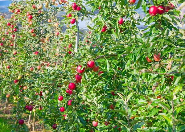 Apple garden full of riped apples — Stock Photo, Image