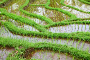 Pirinç tarlaları, pirinç için hazırlanmış. Bali