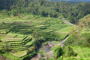 Pirinç tarlaları, pirinç için hazırlanmış. Bali