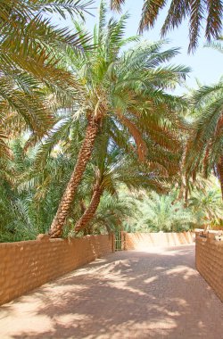 Palm garden Riyadh City