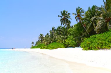 Maldiv Adası tropik.
