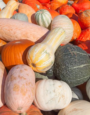 renkli kabak toplama