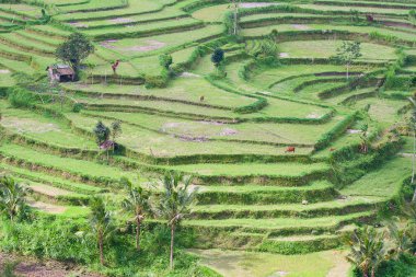 Pirinç tarlaları, pirinç için hazırlanmış. Bali