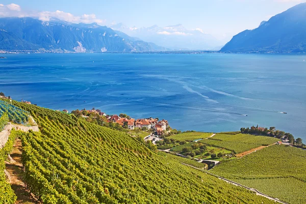 Szőlőültetvények a régióban lavaux — Stock Fotó