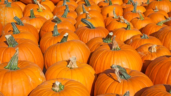 Colorful pumpkins collection — Stock Photo, Image