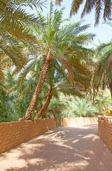 Palmera en la ciudad de Riad — Foto de Stock