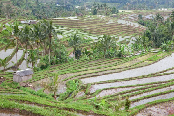 Rizsföldek, felkészülve a rizs. Bali — Stock Fotó