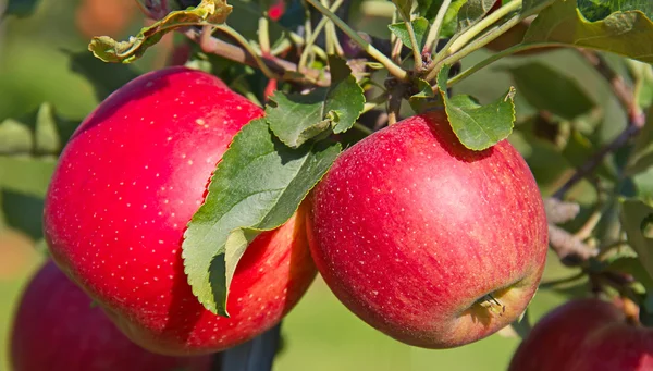 Tuinhoogtepunt van gerijpte rode appels — Stockfoto