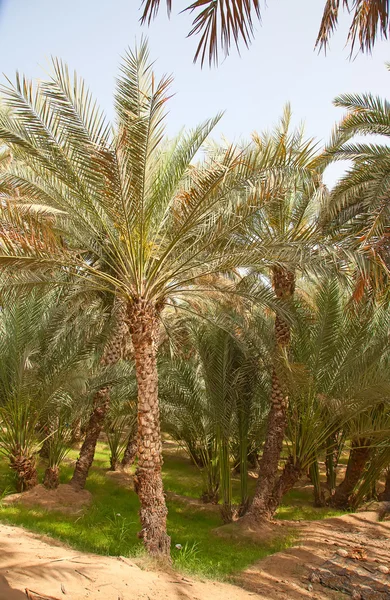 Giardino delle palme nella città di Riad — Foto Stock