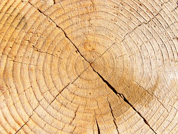 Borchie di legno fresco — Foto Stock