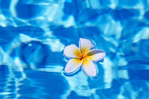 Tropical frangipani flower in water — Stock Photo, Image