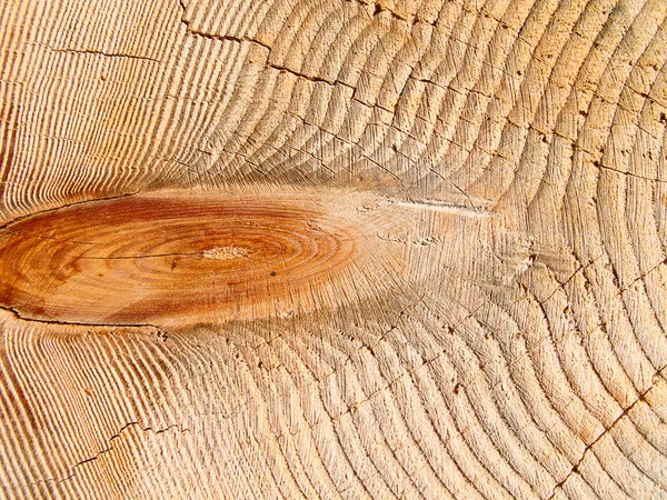 Borchie di legno fresco — Foto Stock