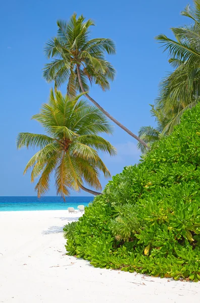 Maldivische eiland in de tropen. — Stockfoto