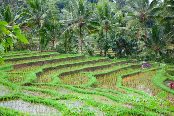 Reisfelder, die für Reis vorbereitet werden. bali — Stockfoto