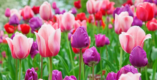 Tulipanes frescos en flor — Foto de Stock