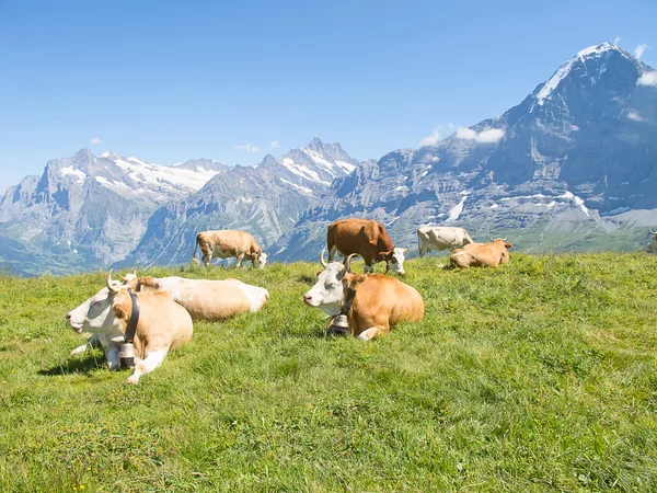 Swiss cows in the alps — Stock Photo, Image