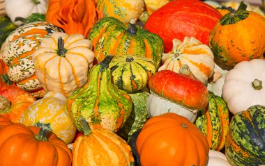 Renkli olgun kabaklar