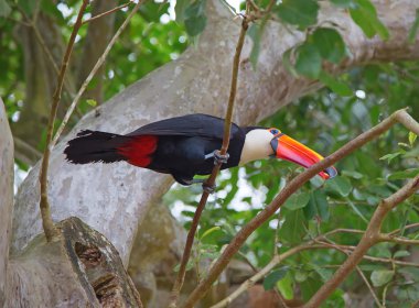 Renkli toco toucan