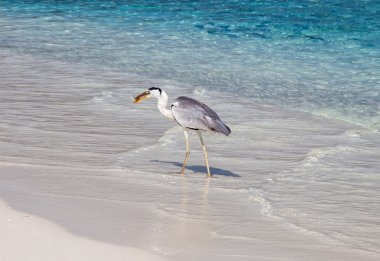 Gri balıkçıl Balık tutma