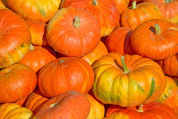 Calabazas orgánicas coloridas — Foto de Stock