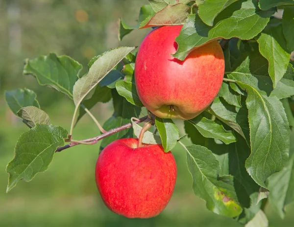 Rijp rode appels — Stockfoto