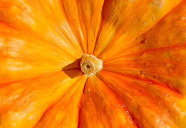 Grande citrouille orange — Photo