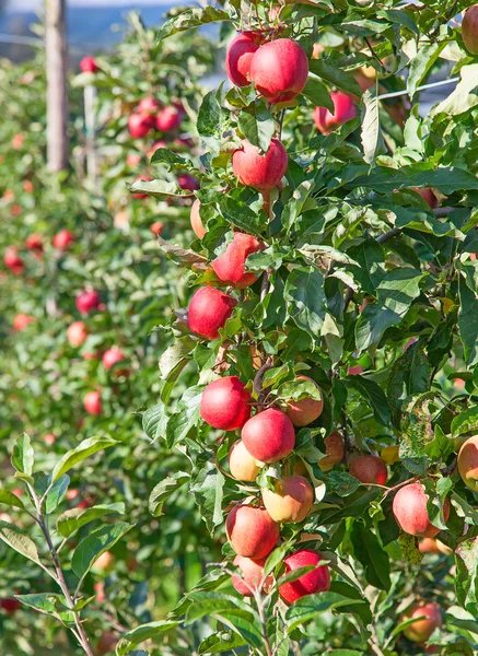 Ripe red apples — Stock Photo, Image