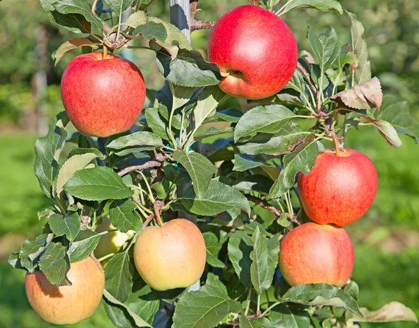 Rijp rode appels — Stockfoto