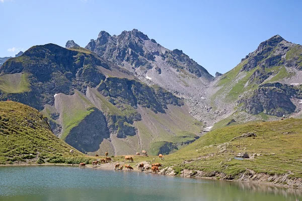 Caminhadas em alpes suíços — Fotografia de Stock