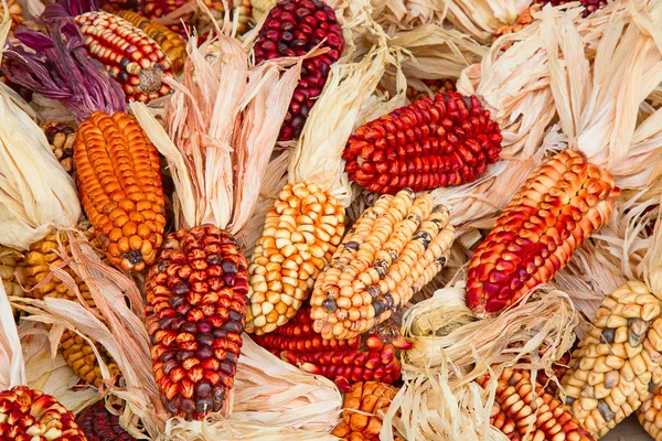 Decorative organic corn — Stok fotoğraf