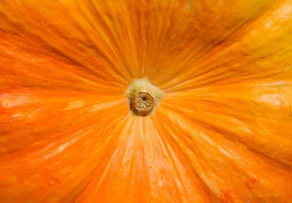 Grande zucca arancione — Foto Stock