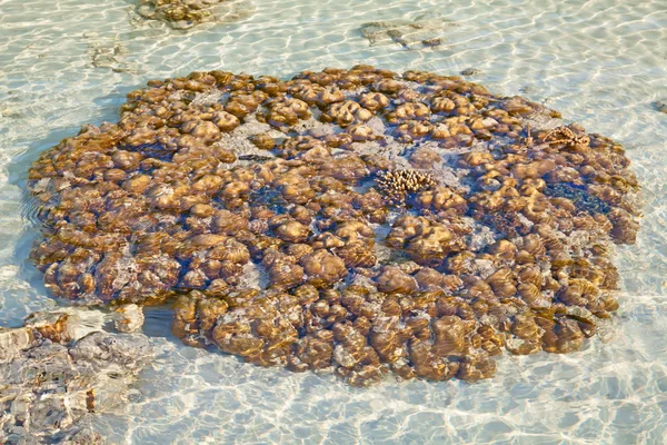 Crystal clear water — Stock Photo, Image