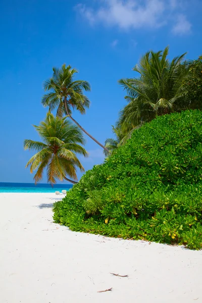Prachtige Maldivische eiland — Stockfoto